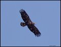 _7SB2441 immature bald eagle